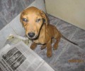 Σούνιο: Βρήκε τον σκύλο χτυπημένο στο κεφάλι, υποσιτισμένο και με ένα μάτι!